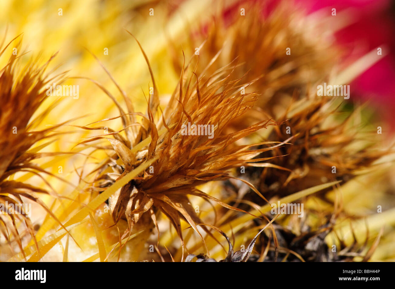 Nahaufnahme eines Toten Blume auf einem Fass-Kaktus Stockfoto