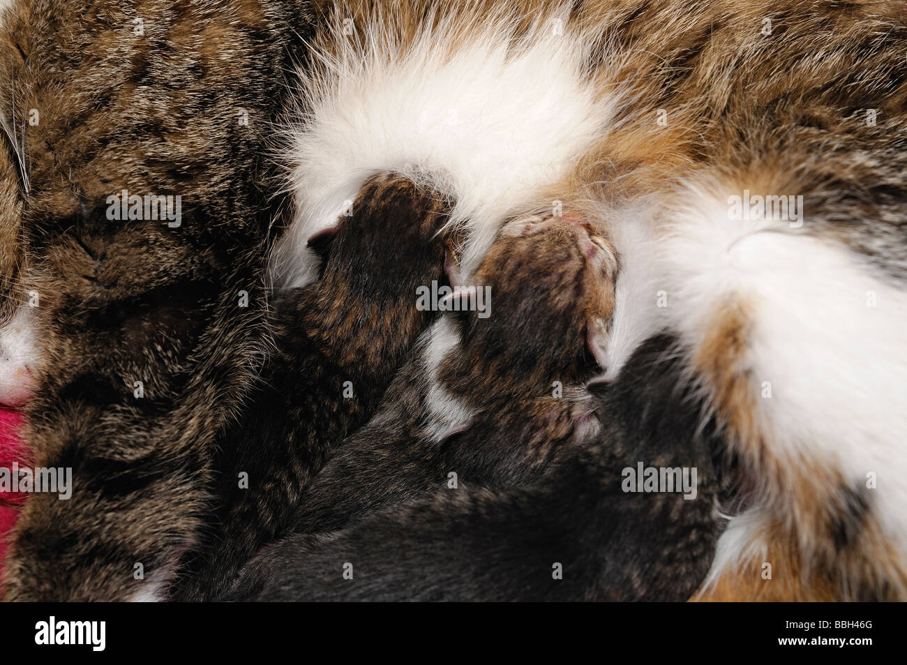 Wurf von Kätzchen, die Fütterung von ihrer Mutter Close Up Stockfoto