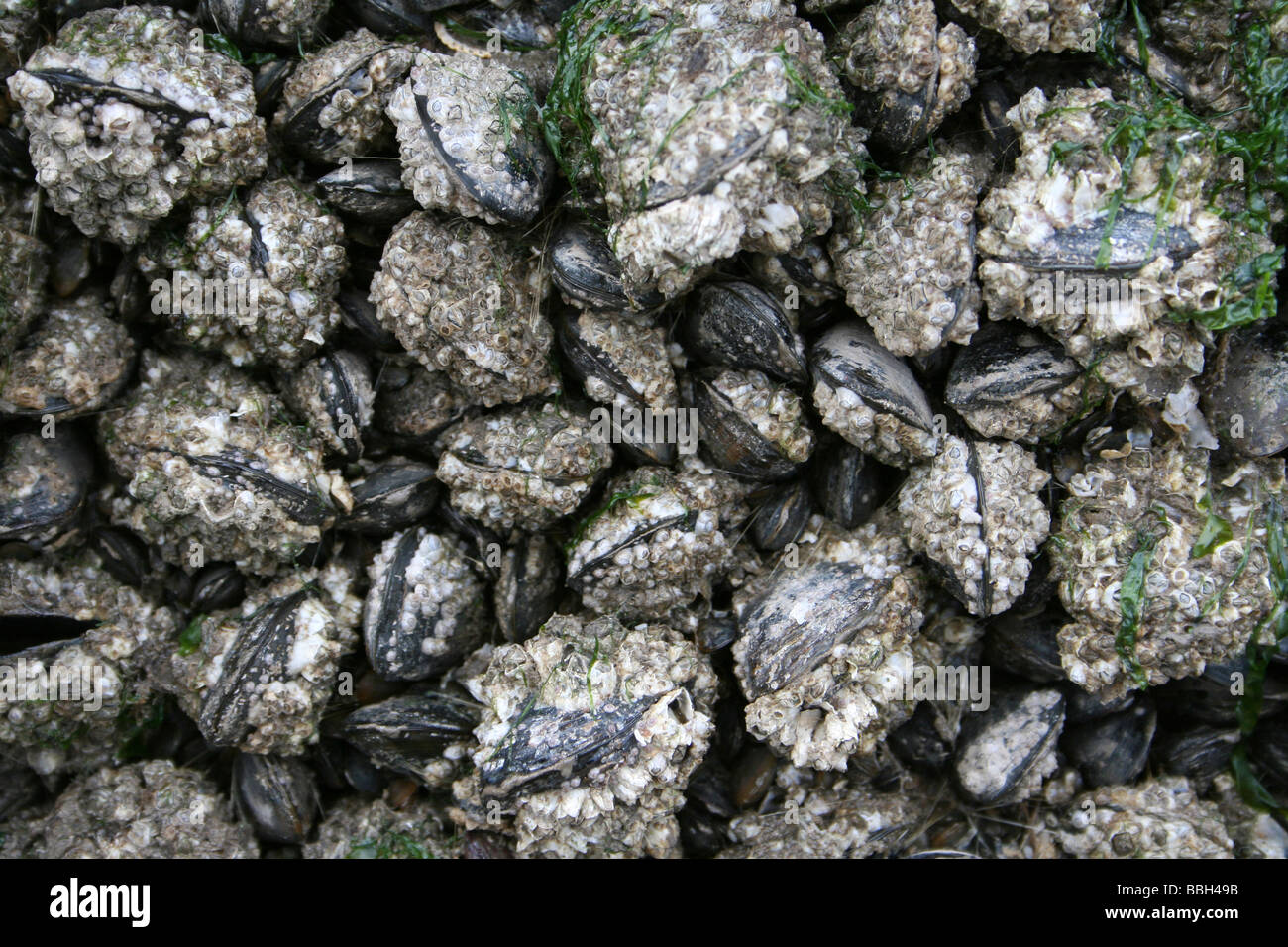 Barnacle verkrusteten gemeinsame Miesmuscheln Mytilus Edulis auf einem Felsen in New Brighton, Wallasey, The Wirral, Merseyside, Großbritannien Stockfoto