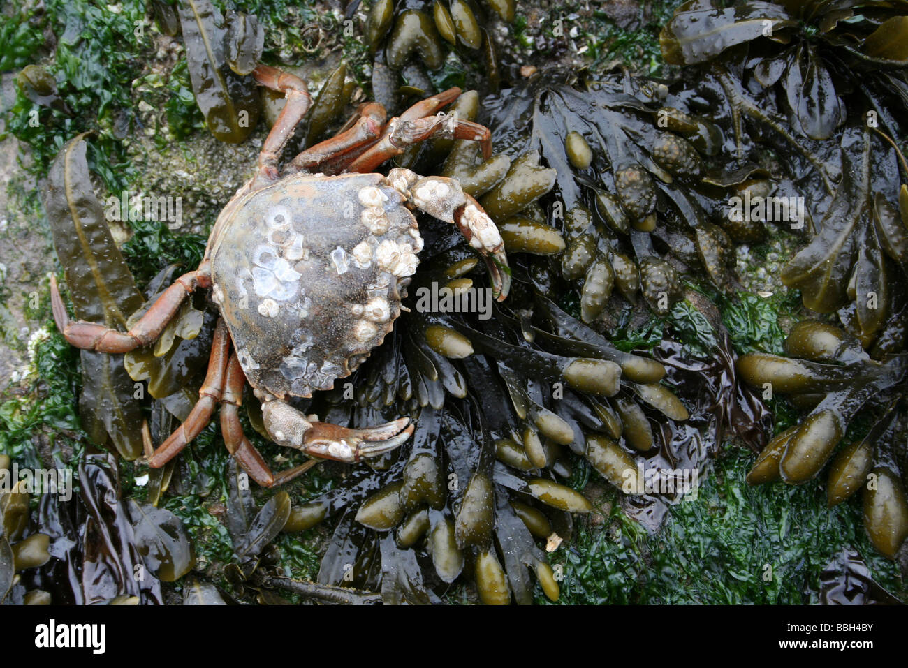 Gemeinsamen Shore Crab Carcinus Maenas auf Spiral Wrack Fucus Spiralis bedeckte Felsen Taken in New Brighton, The Wirral, Merseyside, Großbritannien Stockfoto