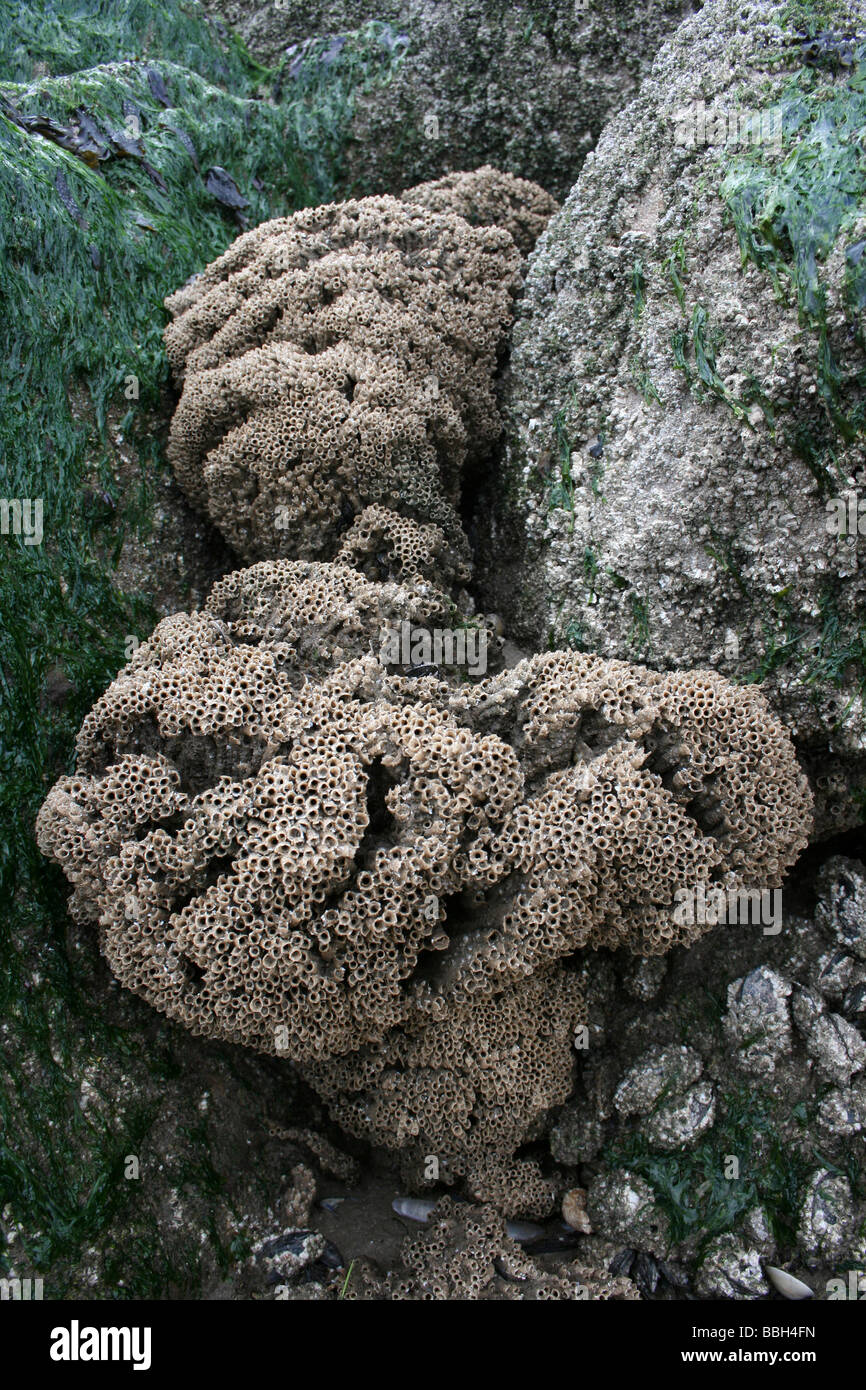 Riff-Kolonie von Honeycomb Wurm Sabellaria Alveolata in New Brighton, Wallasey, The Wirral, Merseyside, Großbritannien Stockfoto