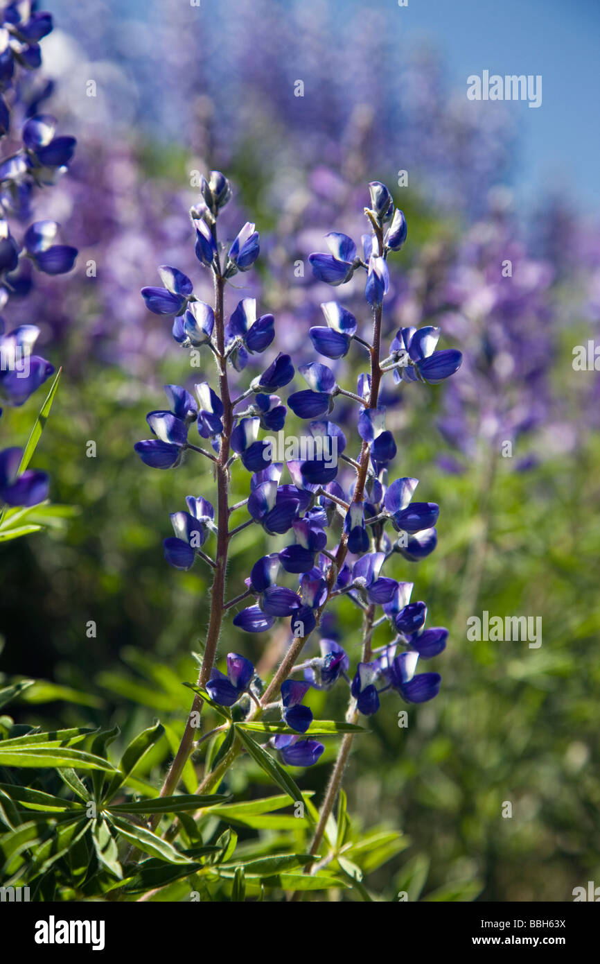 Nahaufnahme der wilden lupine Stockfotos und bilder Kaufen Alamy