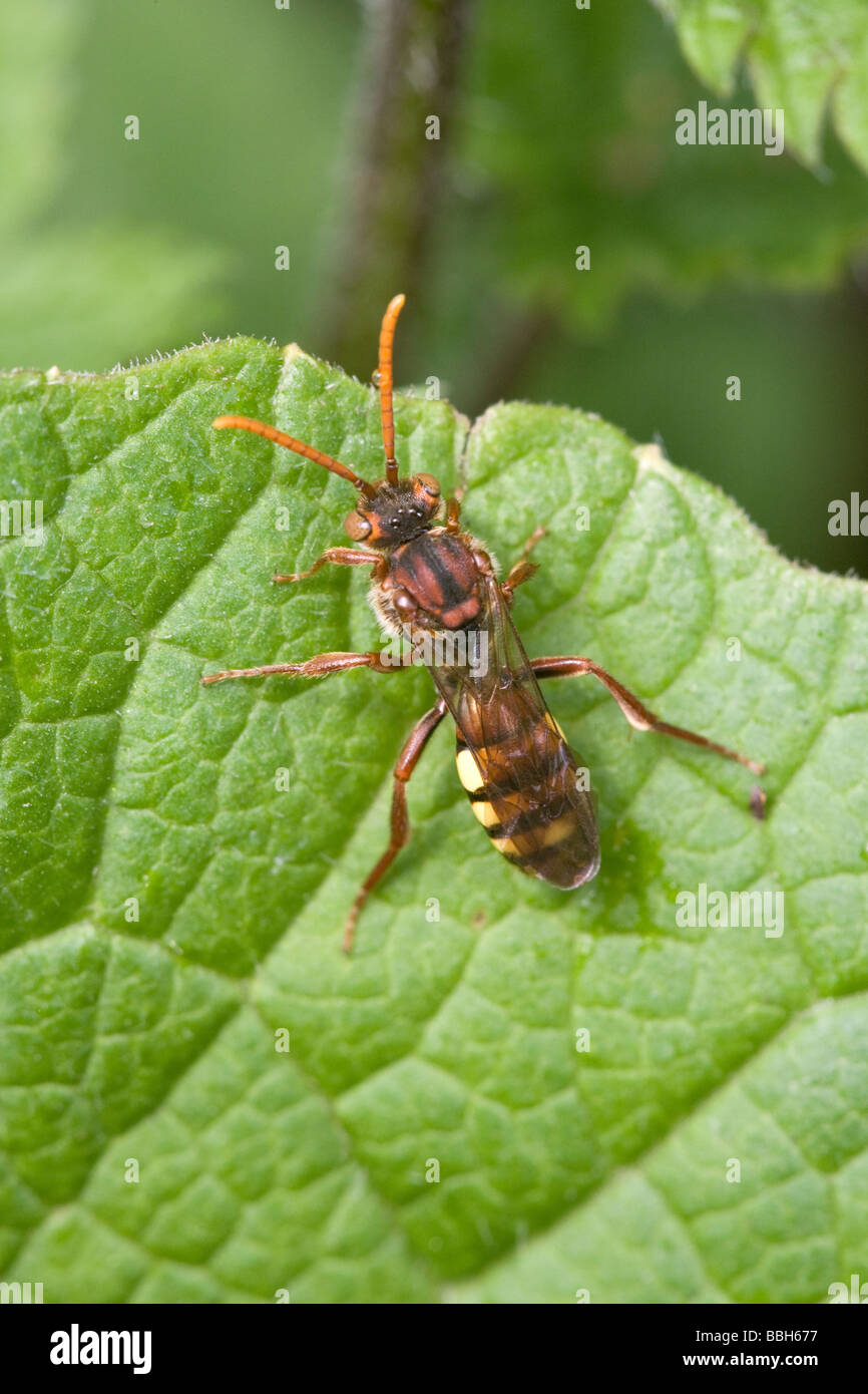 Kuckuck Bee Nomada Flava ruht auf einem Blatt Stockfoto