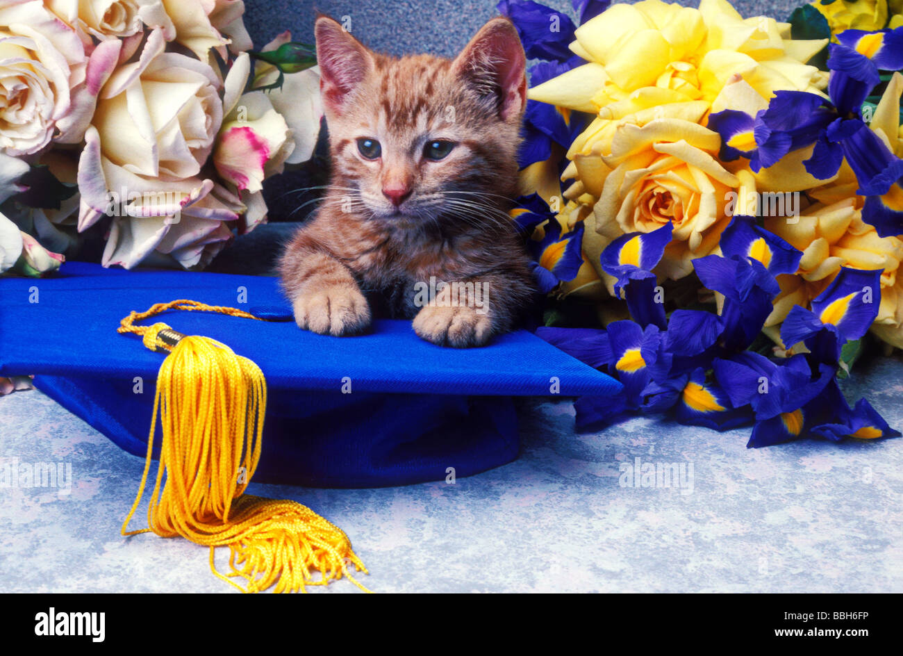 Kätzchen auf Graduation Cap mit Blumen Stockfoto