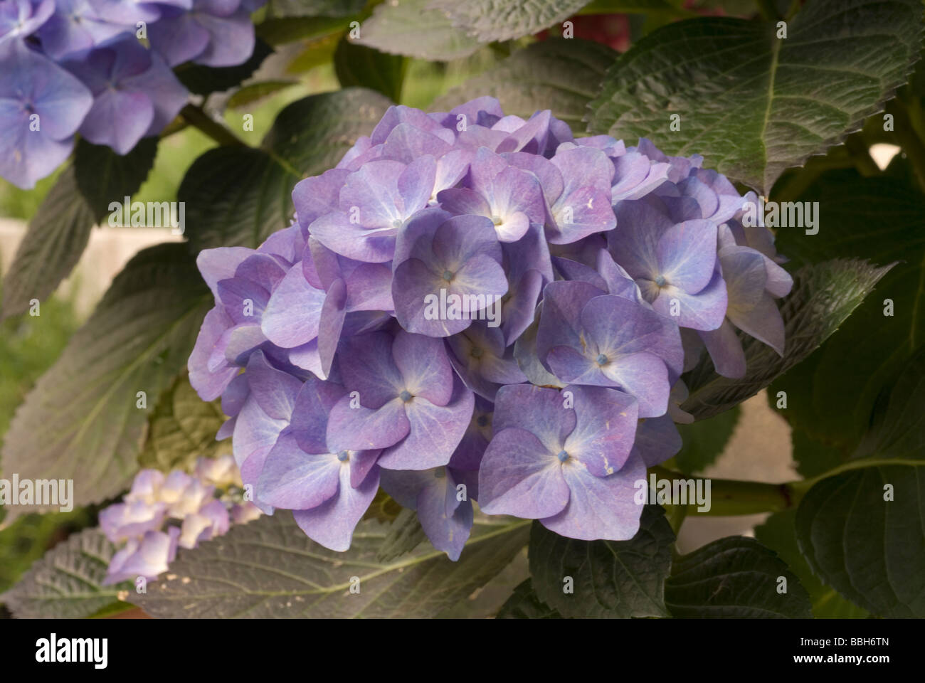 Hydrangea Macrophylla 'Blue Bonnet', Ortensia, Hydrangeaceae Stockfoto