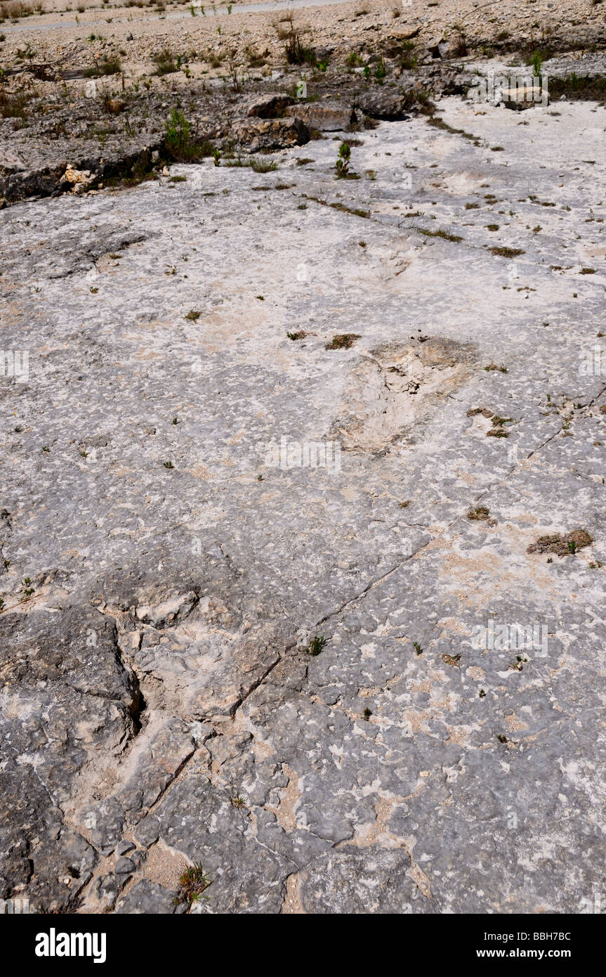 Dinosaurier-Fußspuren auf Kalkstein Oberfläche, Texas Hill Country, USA. Stockfoto