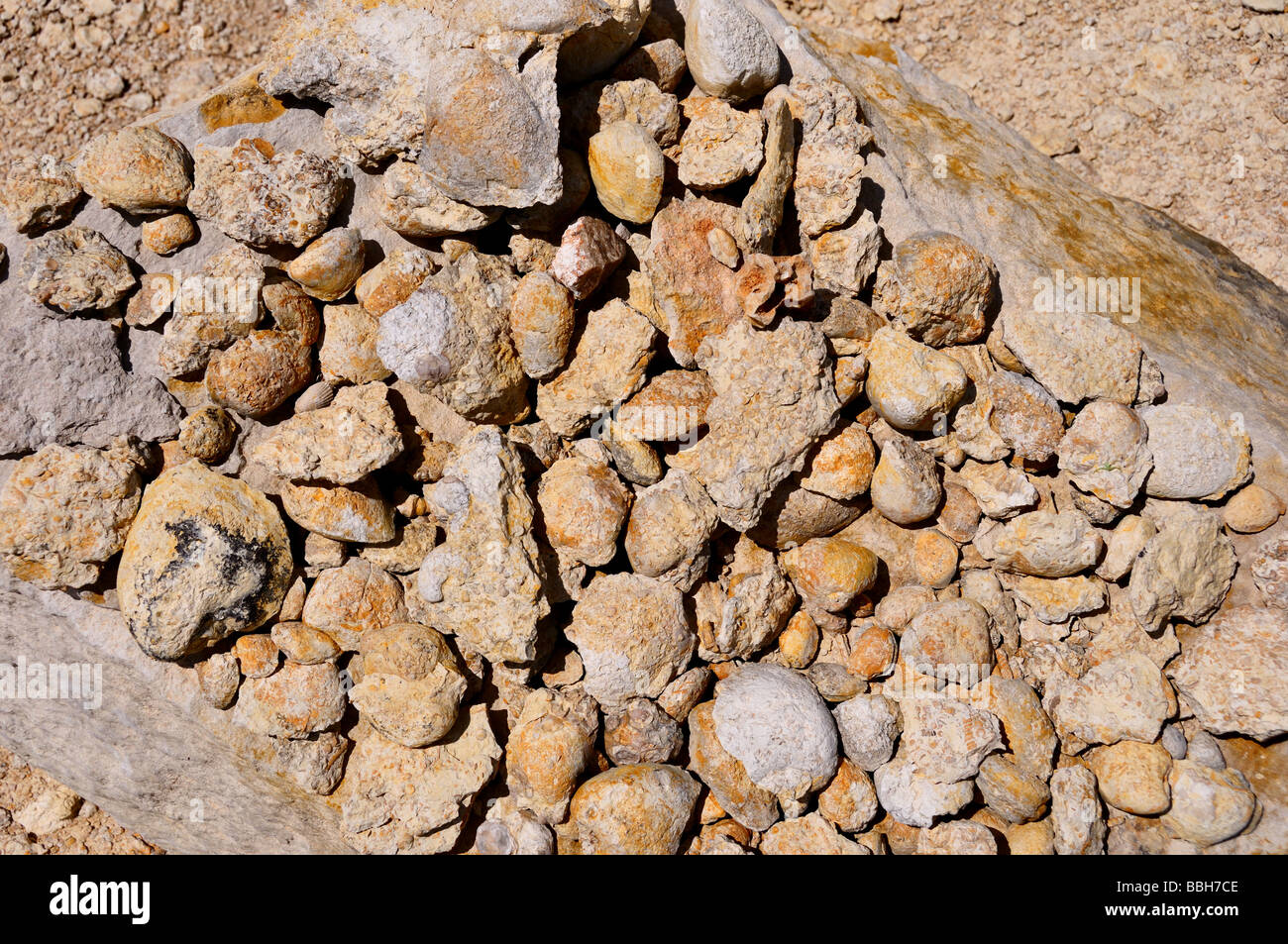 Eine Sammlung von fossilen wirft, Texas Hill Country, USA. Stockfoto