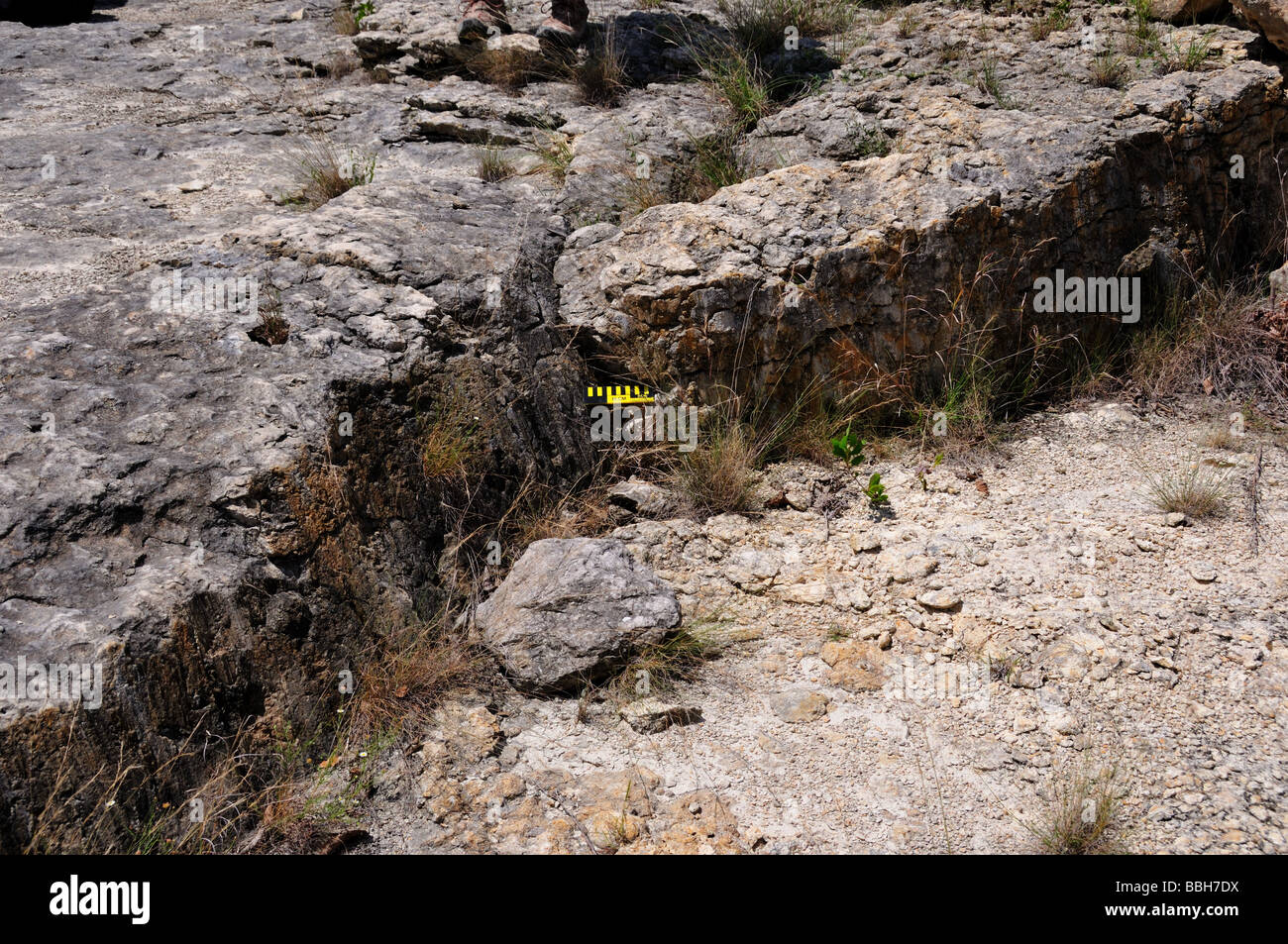 Kalkstein-Oberflächen in Texas Hill Country, USA bemängelt. Stockfoto