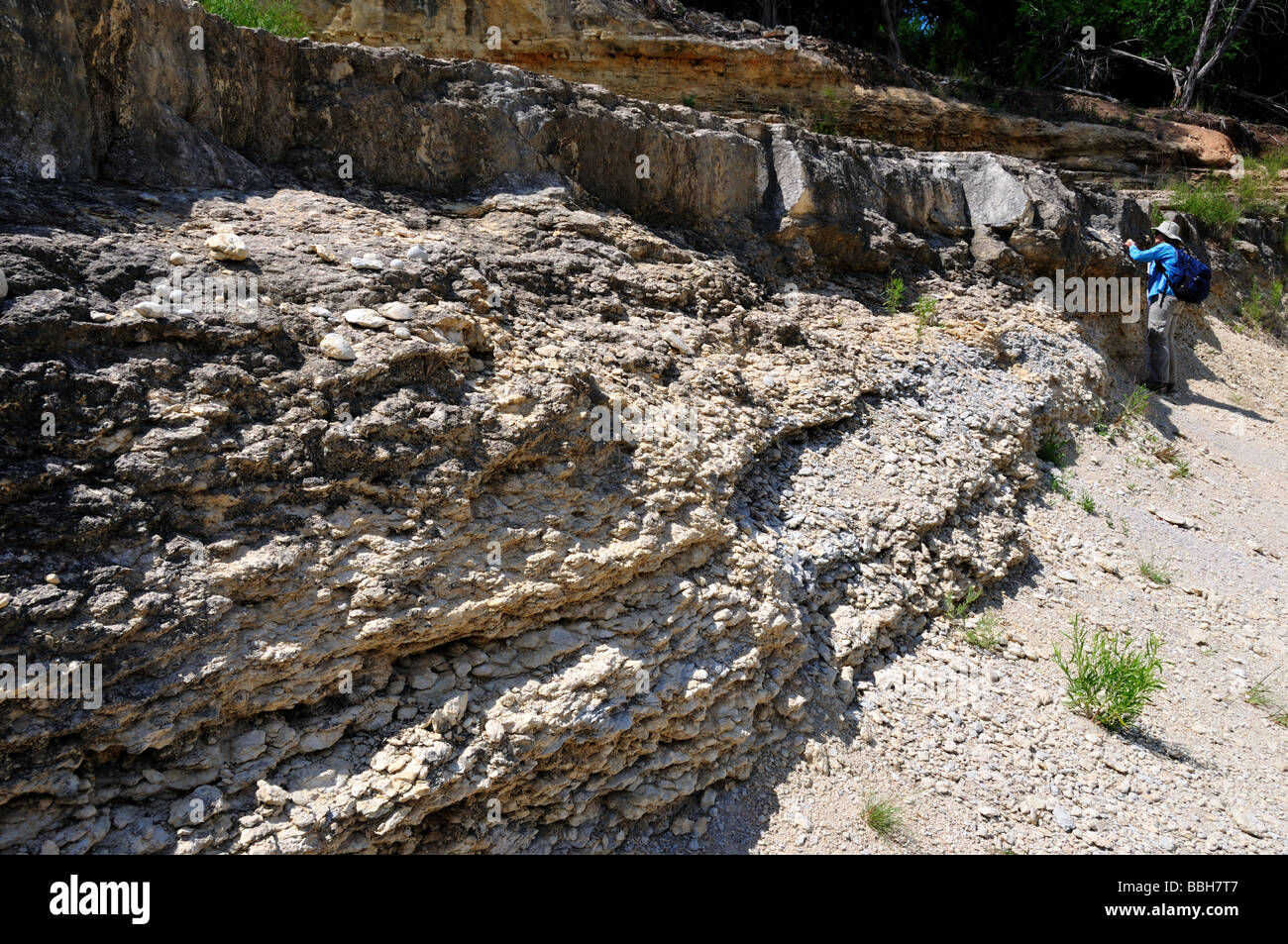 Ausläufer des fossilen reichen Kalkstein, Texas Hill Country, USA. Stockfoto