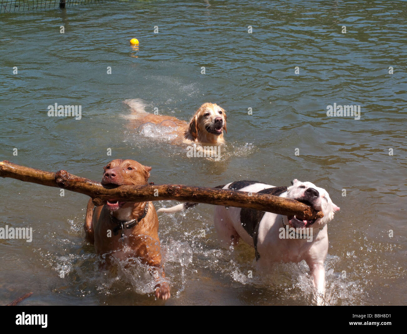 Zwei Pitbulls tragen einen Zweig aus dem Wasser am Hundestrand Stockfoto