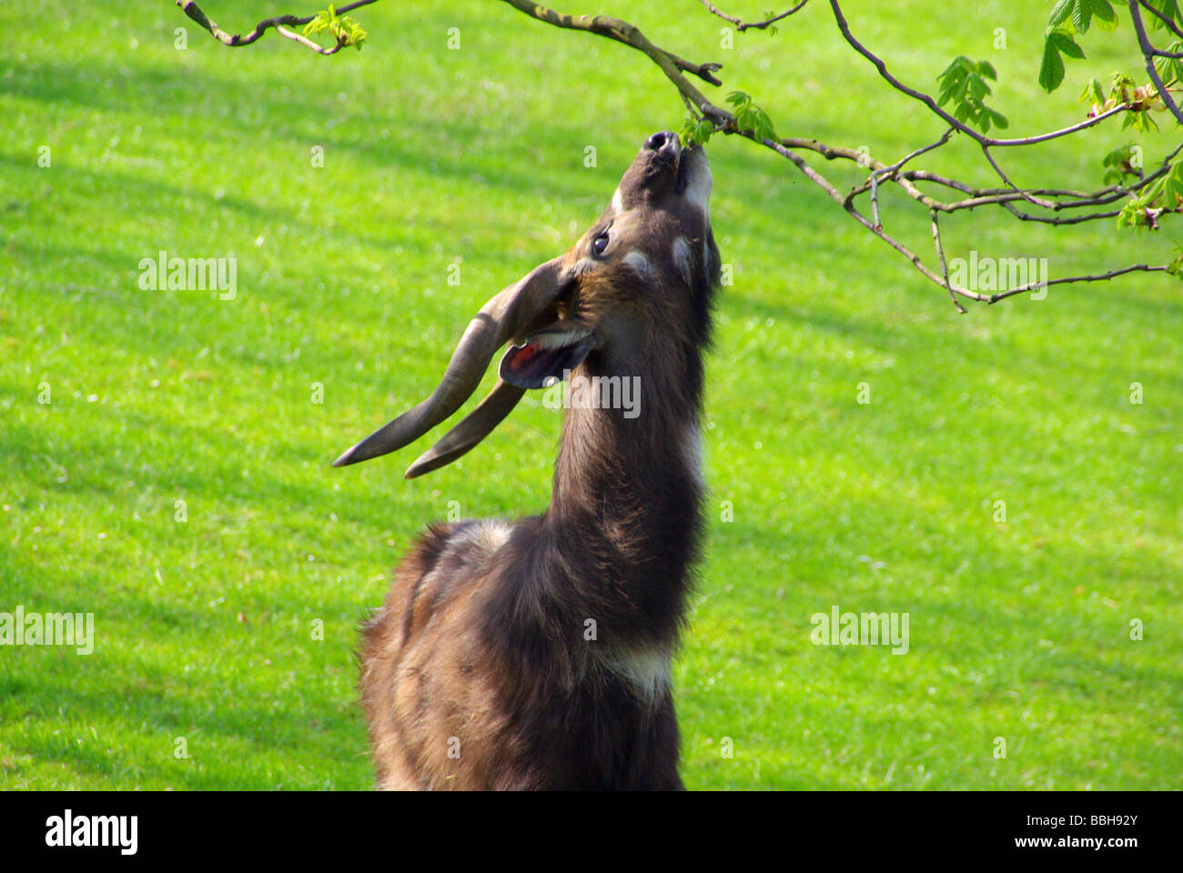 Magische Antilope 03 Stockfoto