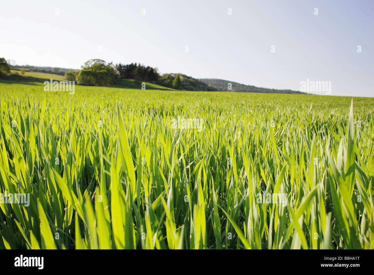 Grünen Wiese Stockfoto