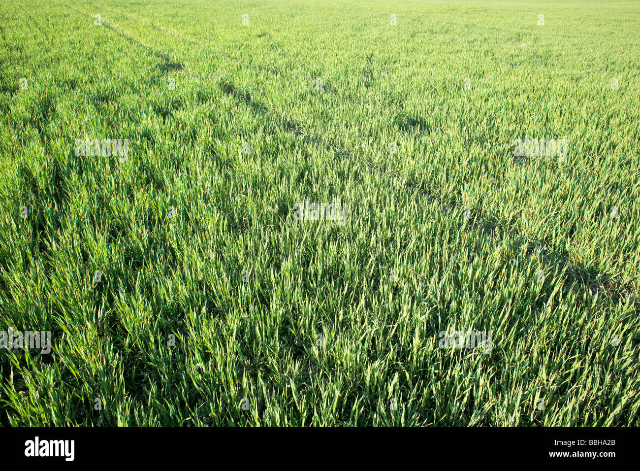 Grünen Wiese Stockfoto