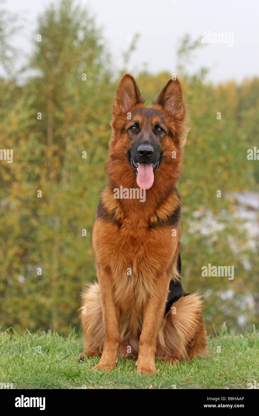 Der alte Schäferhund, langhaariger Deutscher Schäferhund, sitzt auf einer Wiese Stockfoto