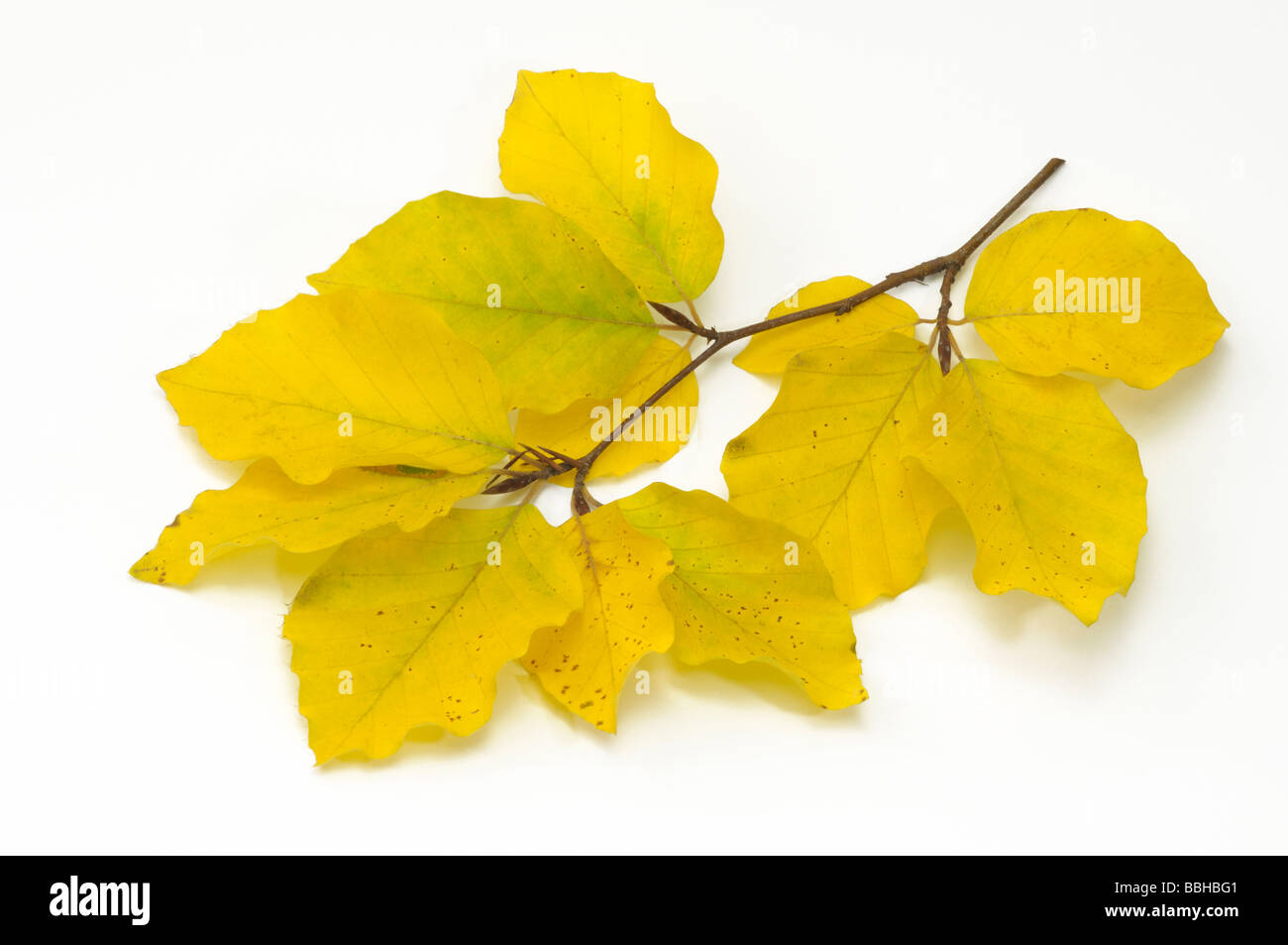Rotbuche, Buche (Fagus Sylvatica), Zweig mit Herbstlaub, Studio Bild Stockfoto