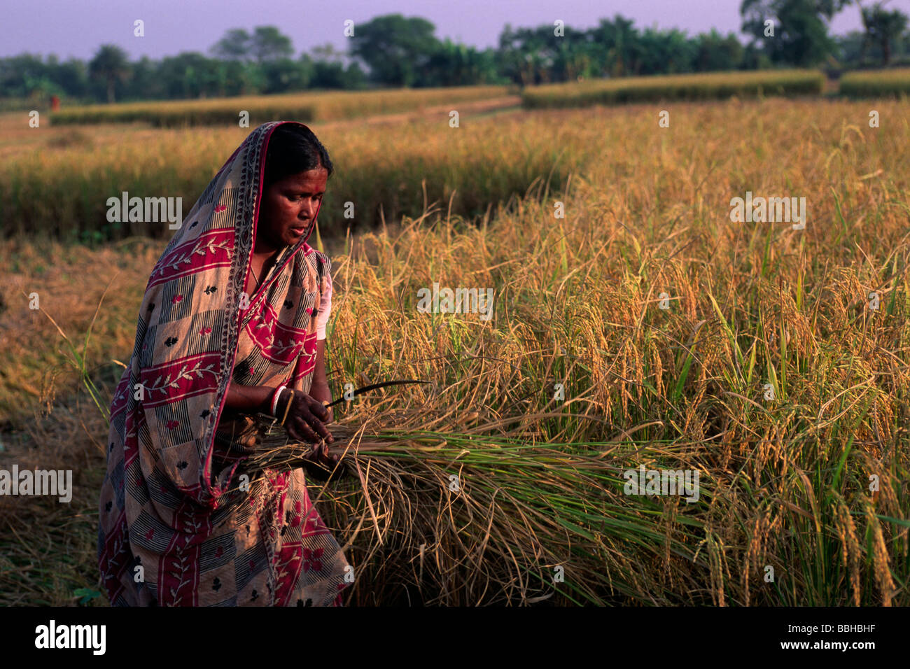 Indien, Westbengalen, Sunderbans, Reisernten-Bauern Stockfoto