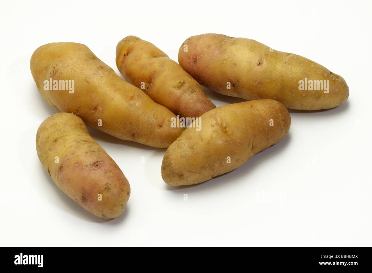 Kartoffel (Solanum Tuberosum), Sorte: Bamberger Hoernchen, Studio Bild Stockfoto