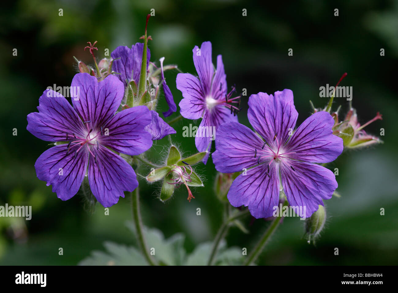 Geranium X magnificum Storchschnabel Stockfoto