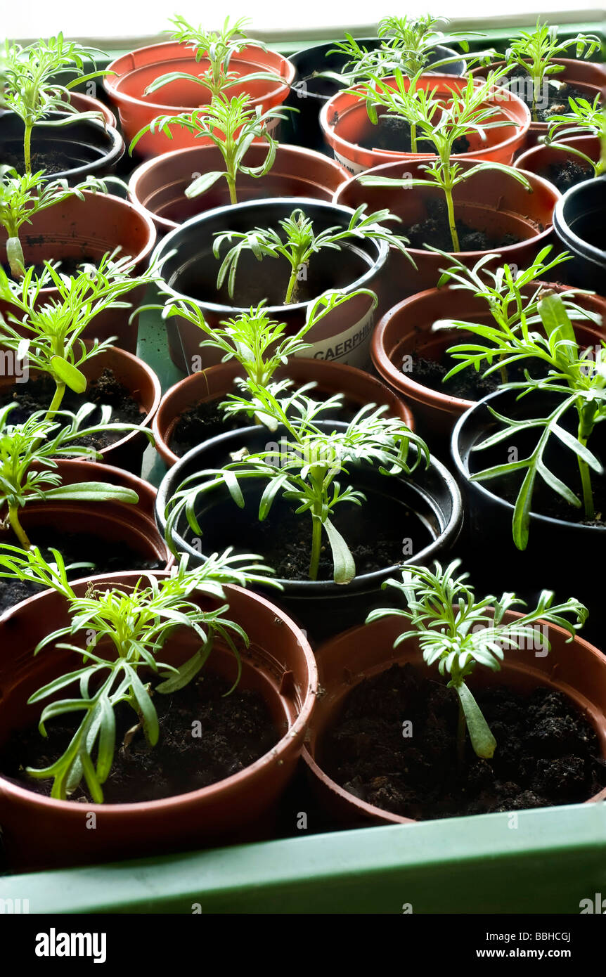 Jungen Kosmos Pflanzen Stockfoto