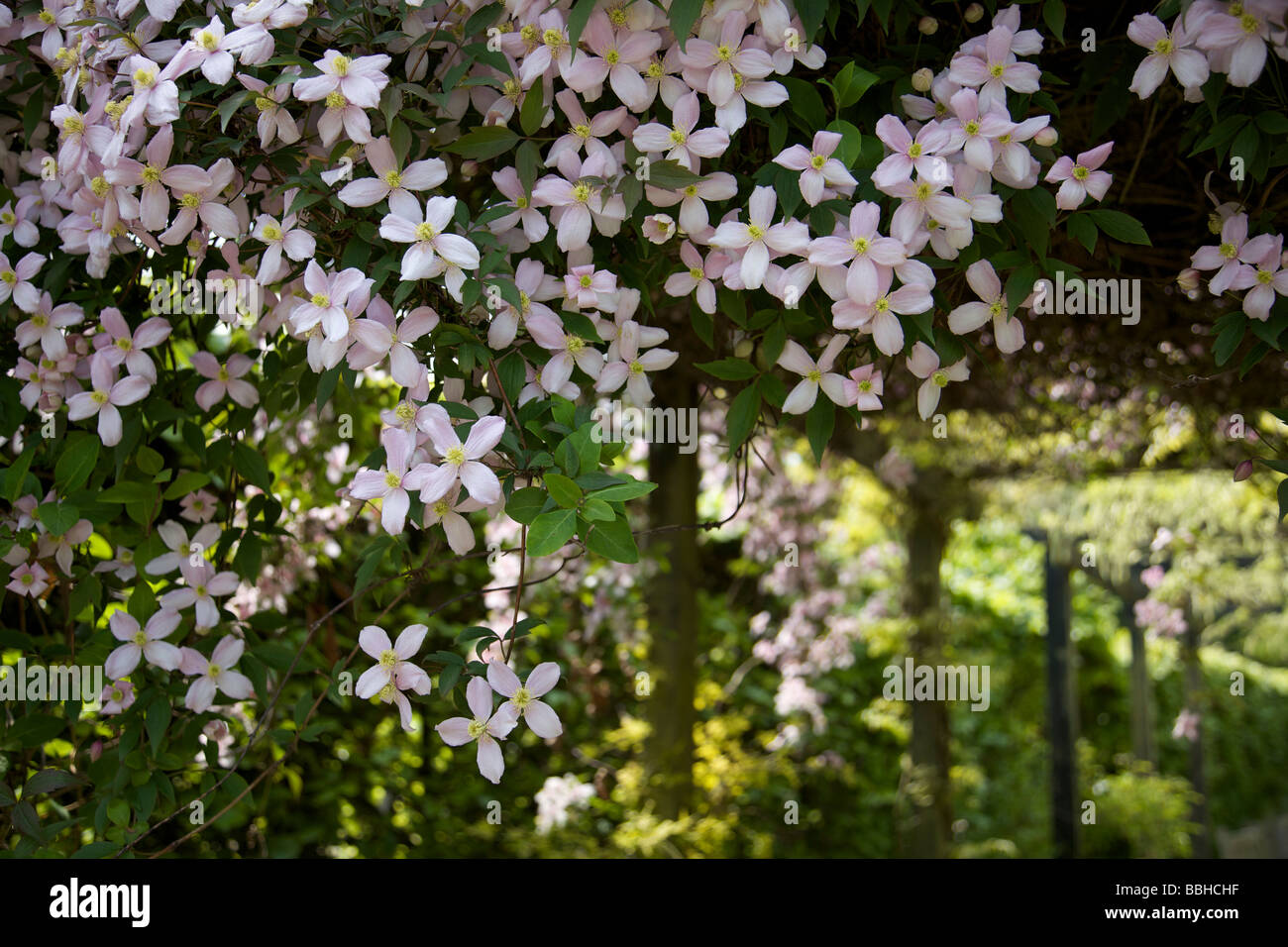 Masse von blass rosa Clematis Stockfoto