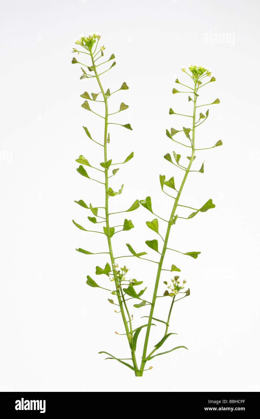 Hirten Geldbörse (Capsella Bursa-Pastoris) ergibt sich mit Blüten und Schoten, Studio Bild Stockfoto