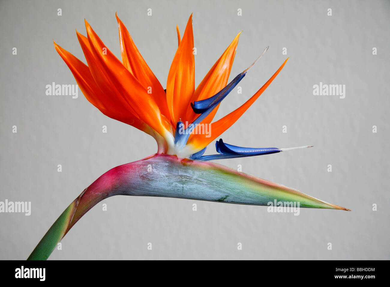 "Bird Of Paradise" "Strelitzia Reginae" Blütenstand Landschaft format Stockfoto