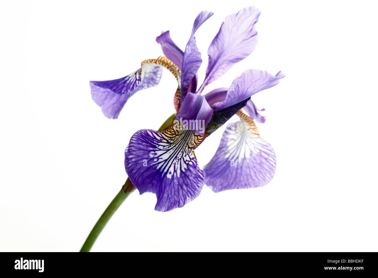 Lilie (Lilium) Blume Stockfoto