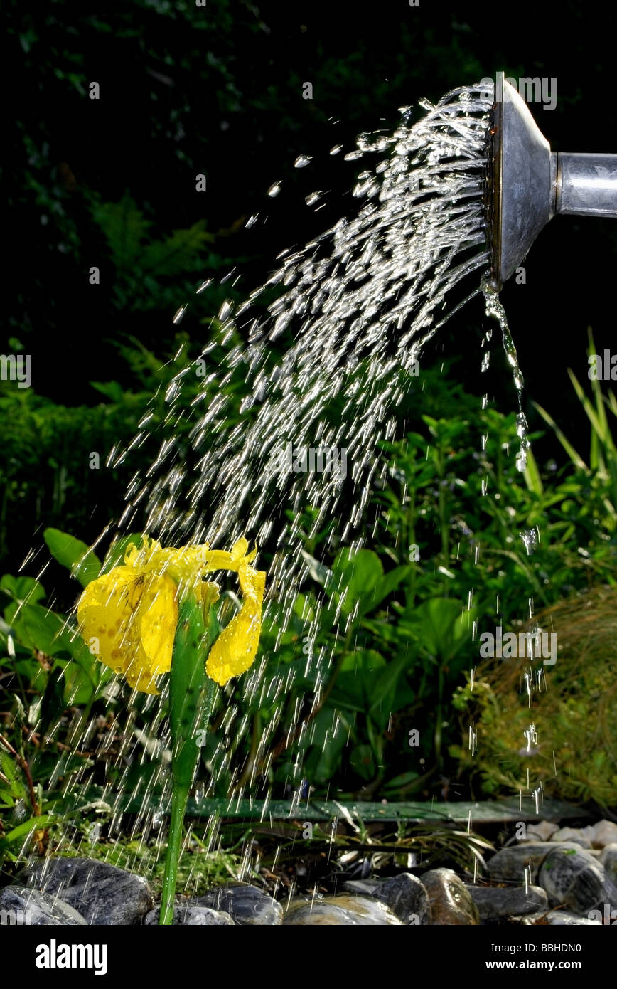 Iris mit Wasser Bewässerung Stockfoto