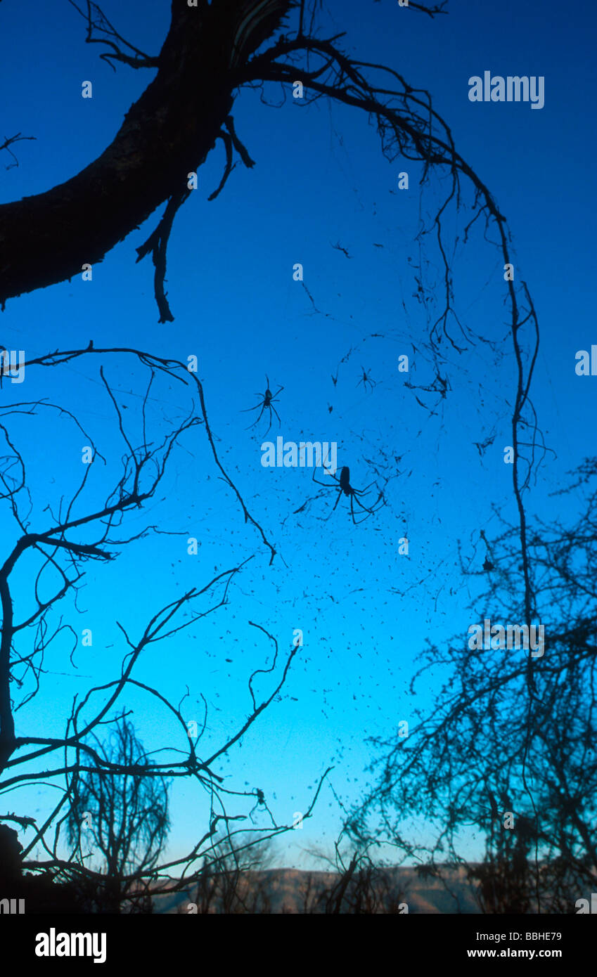 Golden Orb Spider Pongola Game Reserve Maputaland KwaZulu Natal South Africa Stockfoto