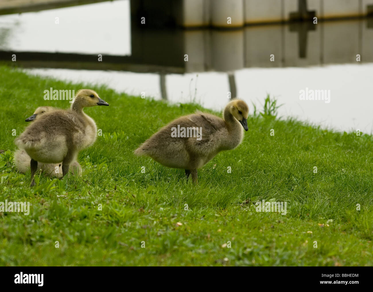 Gänsel an einem Teich Stockfoto