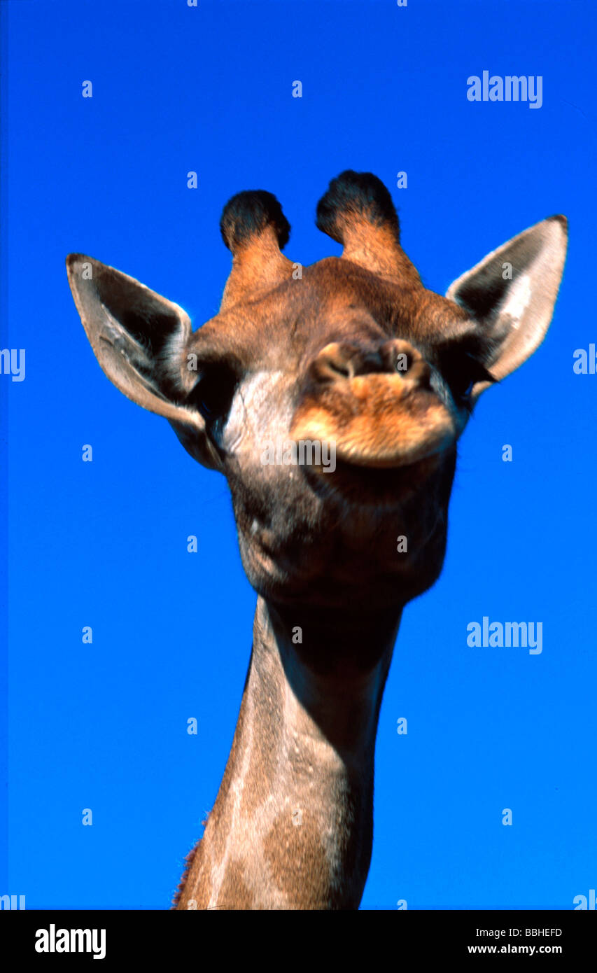 Südlichen Simbabwe 06 99 Nanimals Säugetiere Giraffe Pirschfahrt Tierwelt Stockfoto