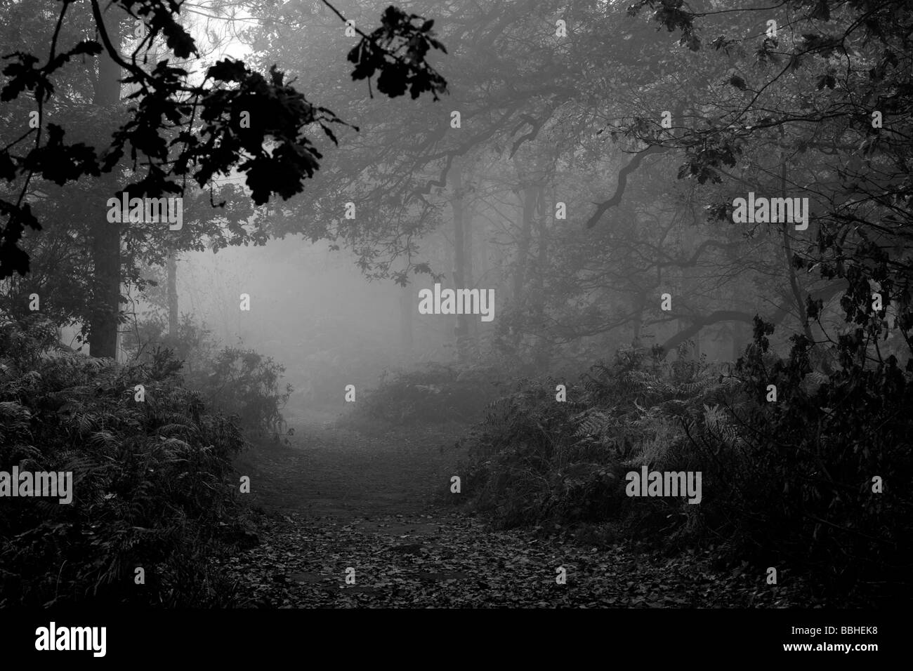 Herbst Nebel hängt am Haughmond-Hügel in Shropshire Stockfoto