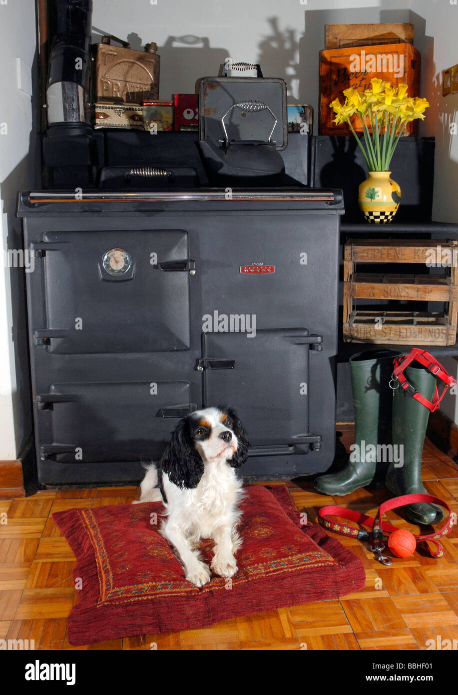 Küchenherd und Hund Stockfoto