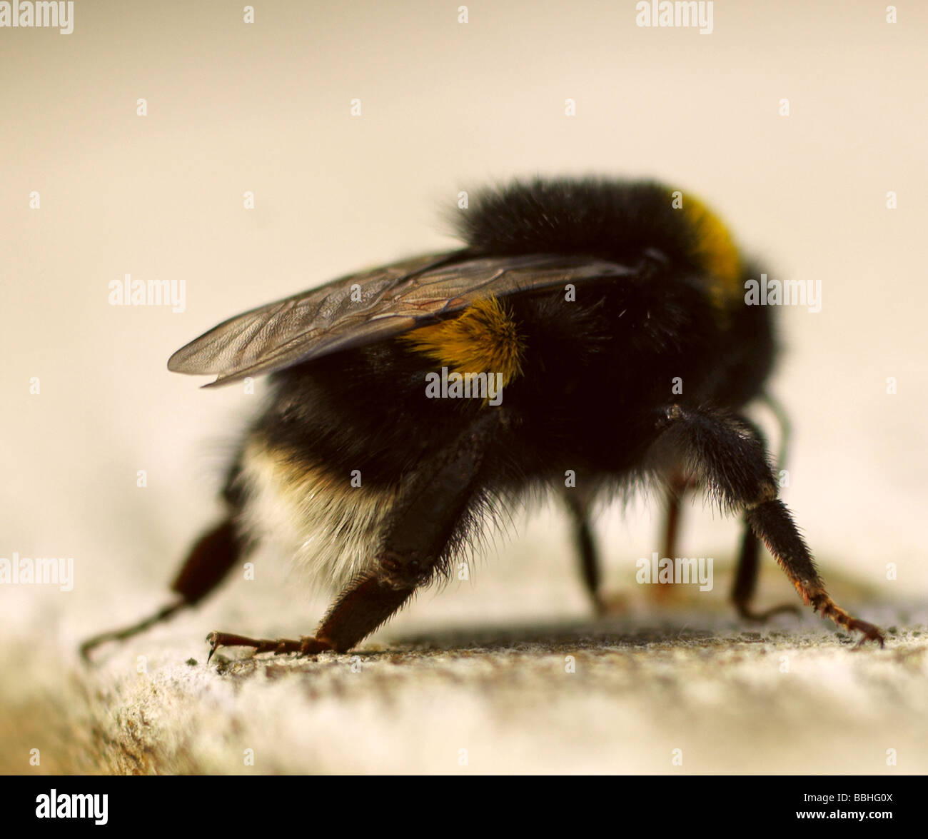 Rückseite Detailansicht Bumble Bee trinken Stockfoto