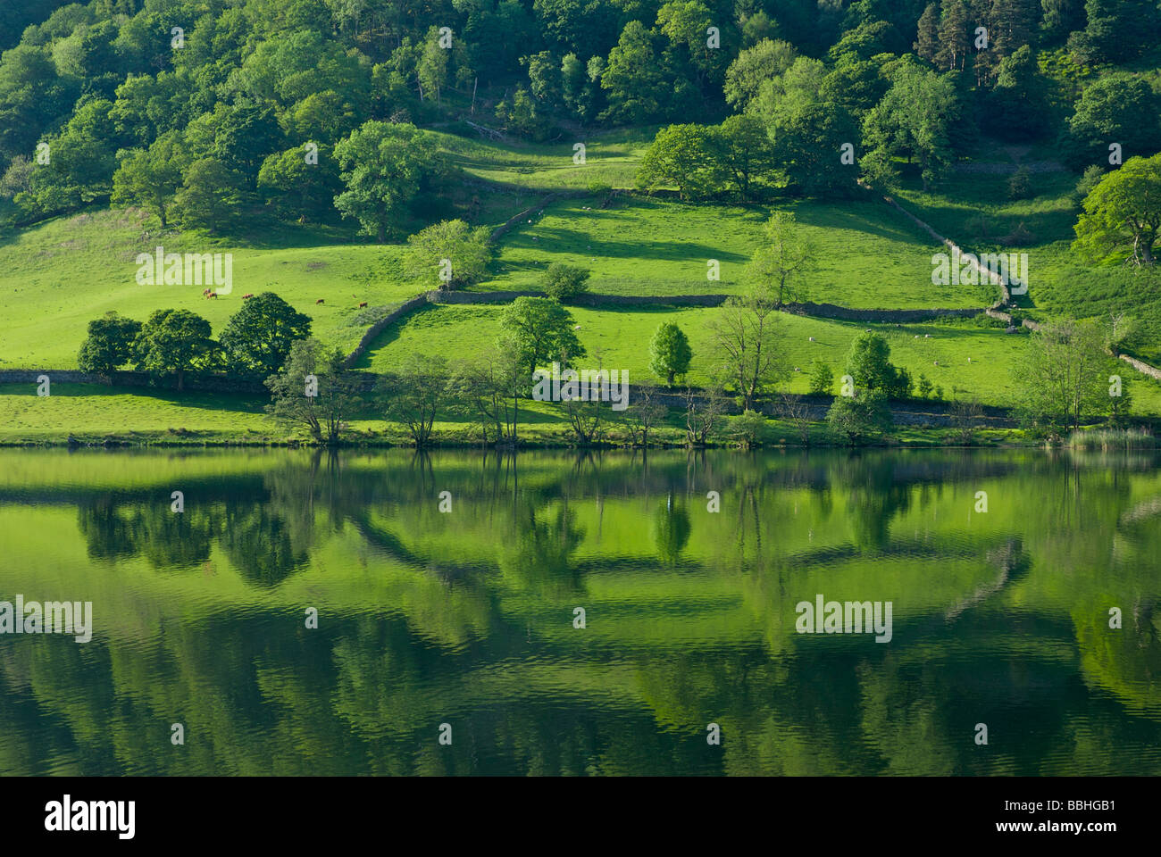 Rydal Wasser im Sommer, Nationalpark Lake District, Cumbria, England UK Stockfoto