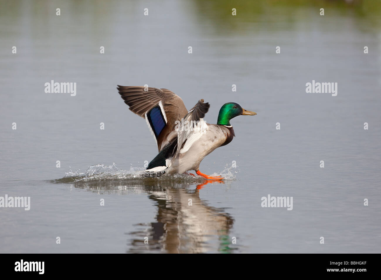 Stockente Anas Platyrhynchos im Flug, Landung auf dem Wasser Stockfoto