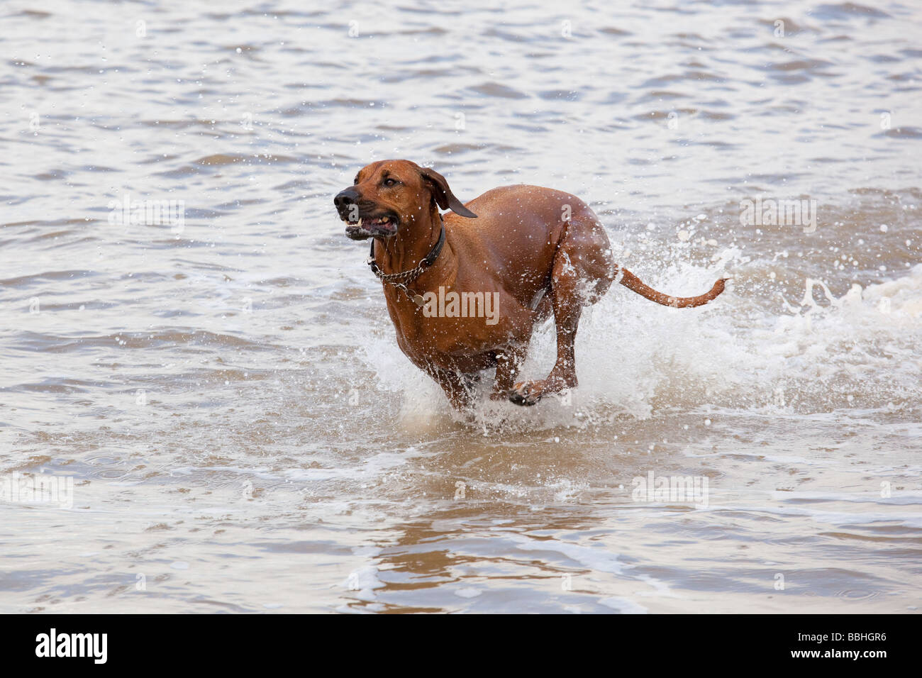 Rhodesian Ridgeback Hund läuft durch Wasser Stockfoto