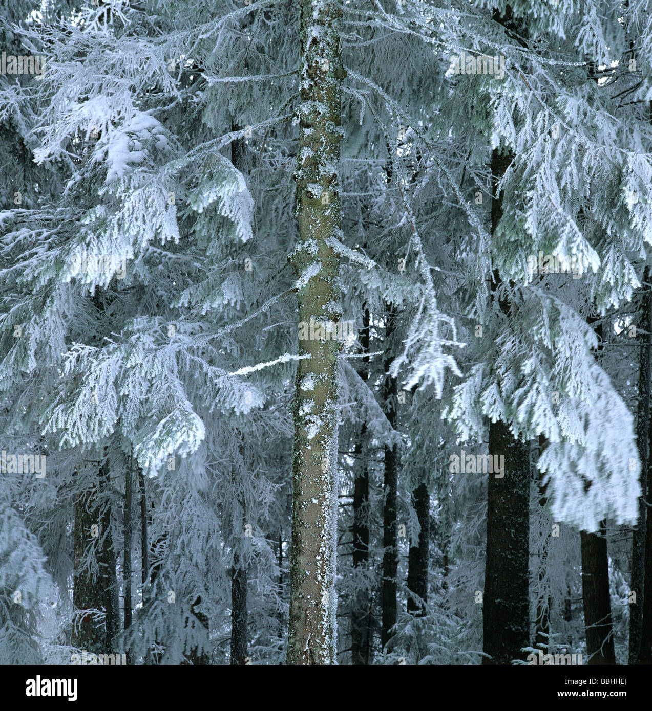 Tanne, die tief verschneiten Wald. Stockfoto