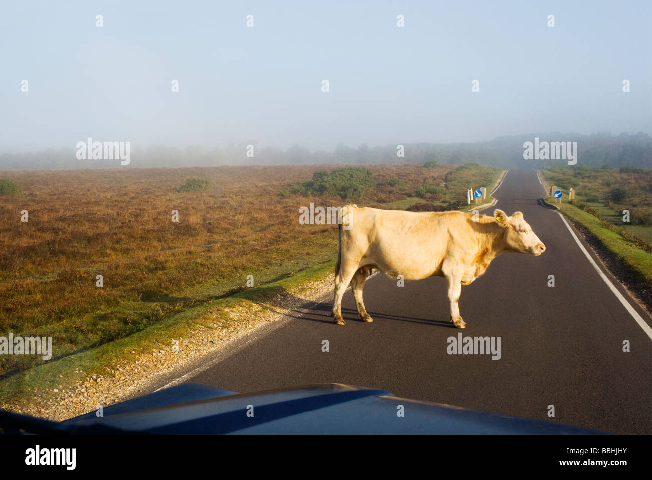 Ein kostenloses roaming Kuh steht in der Mitte der Straße auf einem nebligen, am frühen Morgen im New Forest National Park, Hampshire. UK Stockfoto