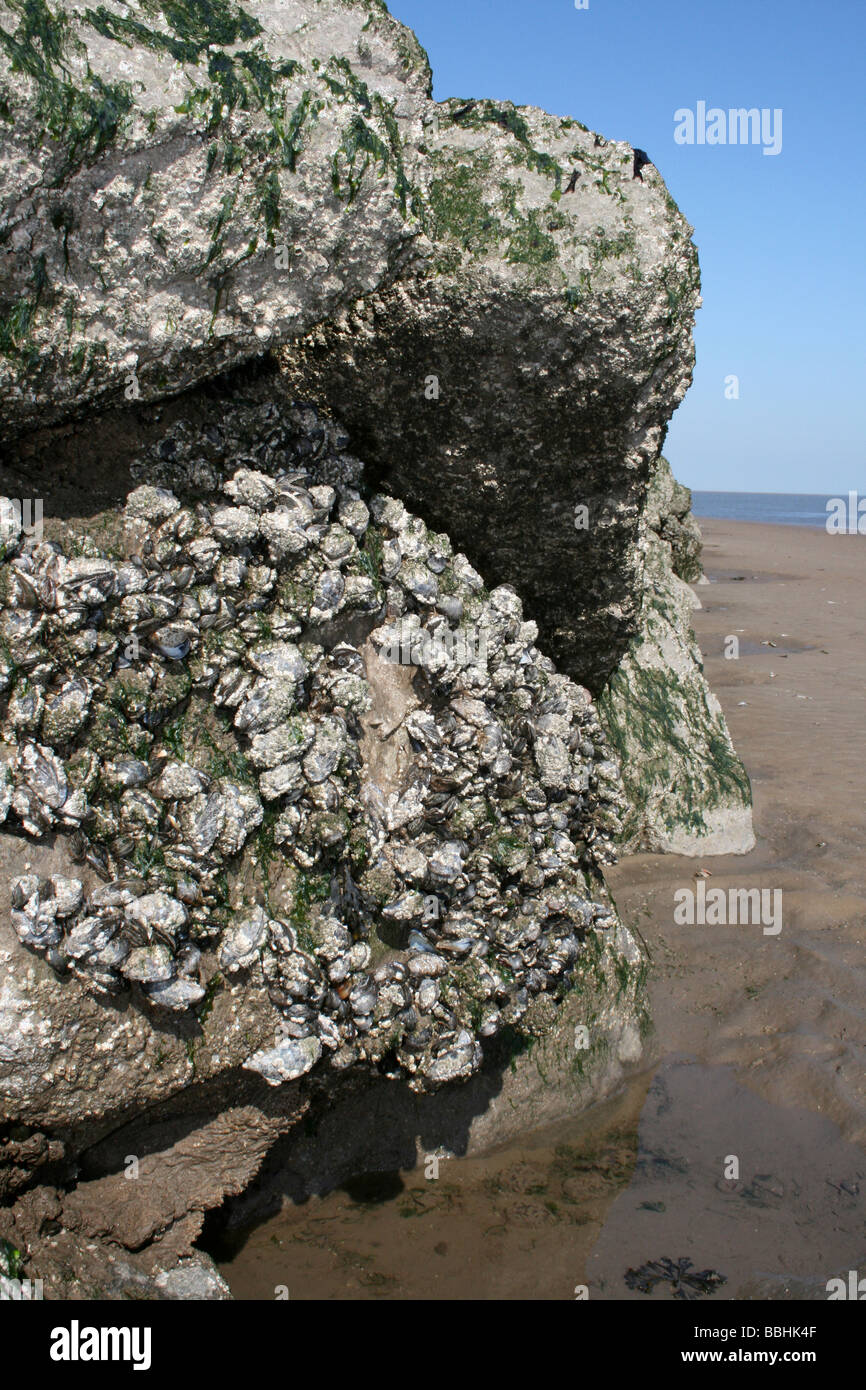 Barnacle verkrusteten gemeinsame Miesmuscheln Mytilus Edulis auf Felsen in New Brighton, Wallasey, The Wirral, Merseyside, Großbritannien Stockfoto