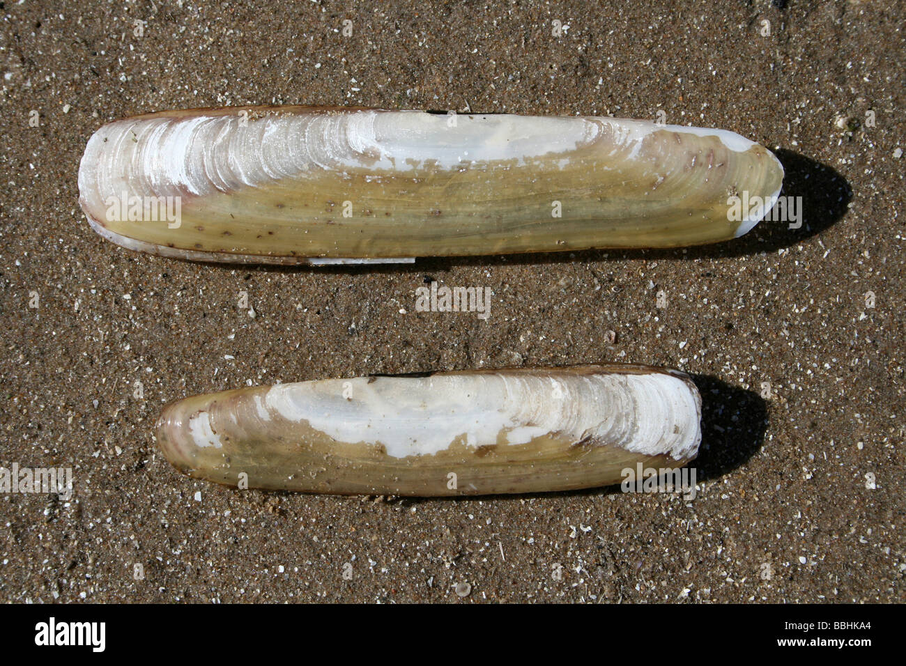 Zwei Bohnen Rasierer Muscheln Pharus Hülsenfrüchte am Strand von New Brighton, Wallasey, The Wirral, Merseyside, Großbritannien Stockfoto