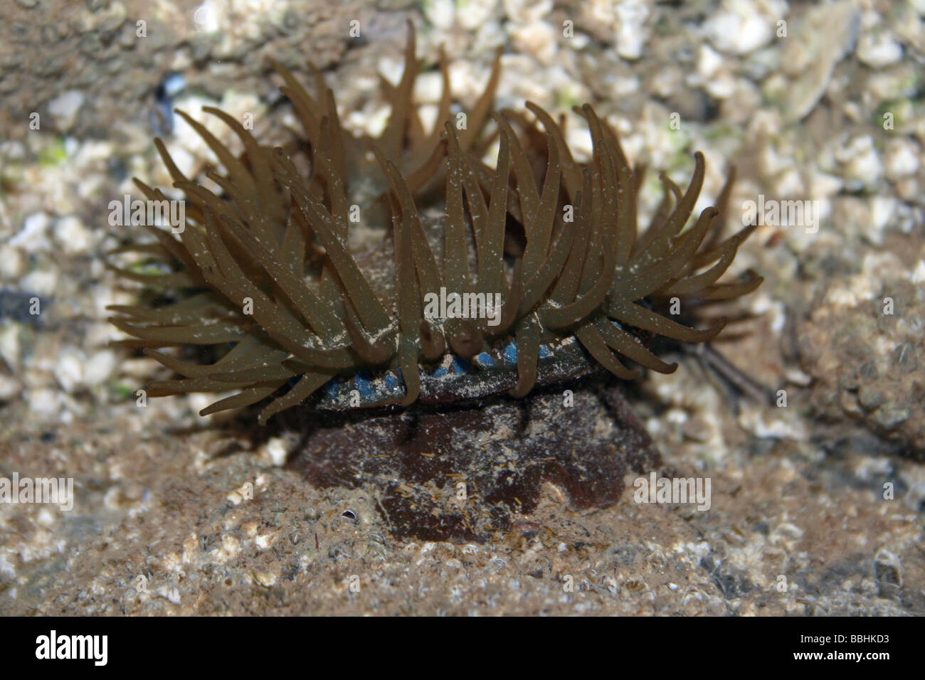Green Sea Anemone Actinia Prasina im Rockpool in New Brighton, Wallasey, The Wirral, Merseyside, Großbritannien Stockfoto