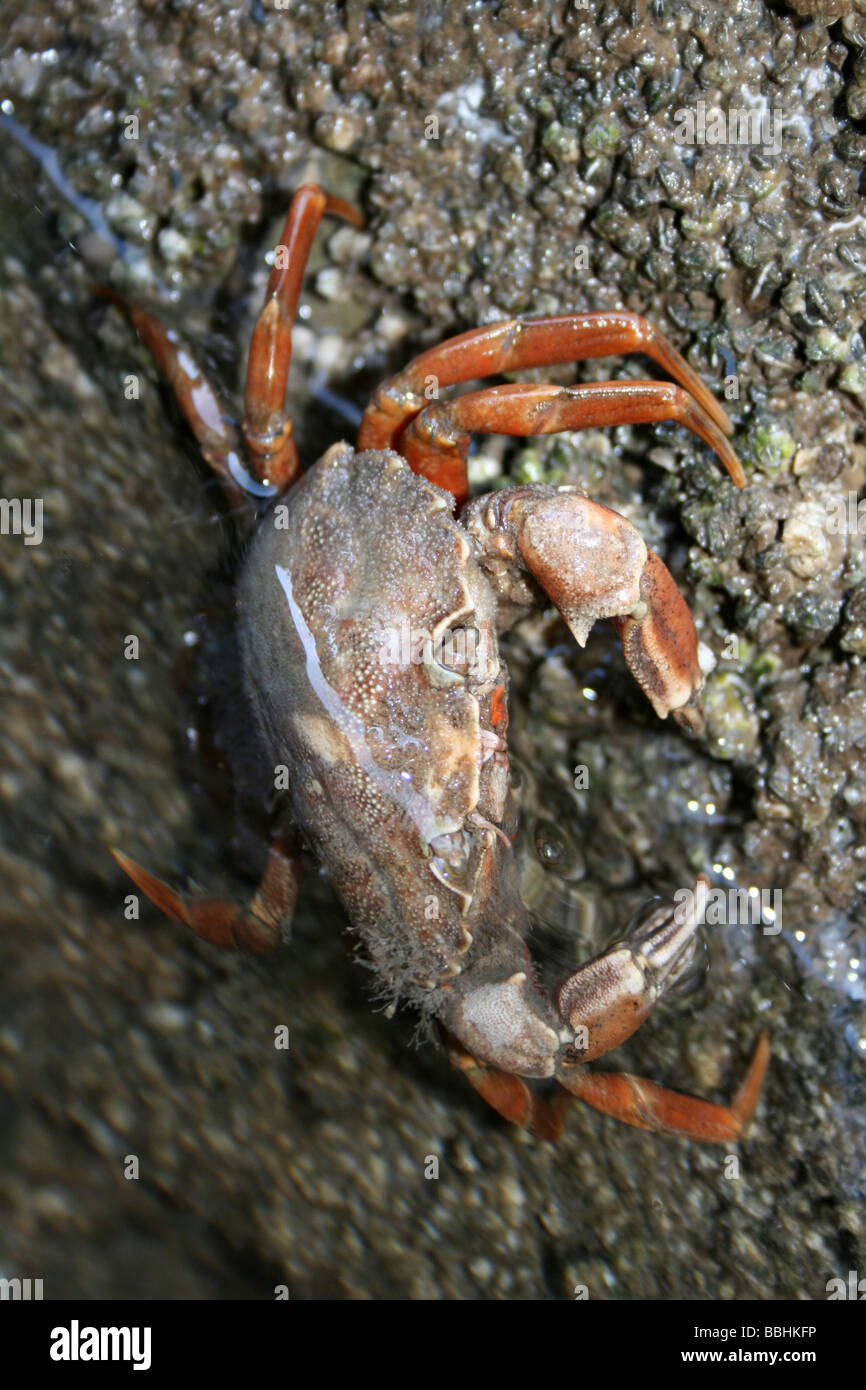 Gemeinsamen Shore Crab Carcinus Maenas halb untergetauchte im Rockpool in New Brighton, Wallasey, The Wirral, Merseyside, UK Stockfoto