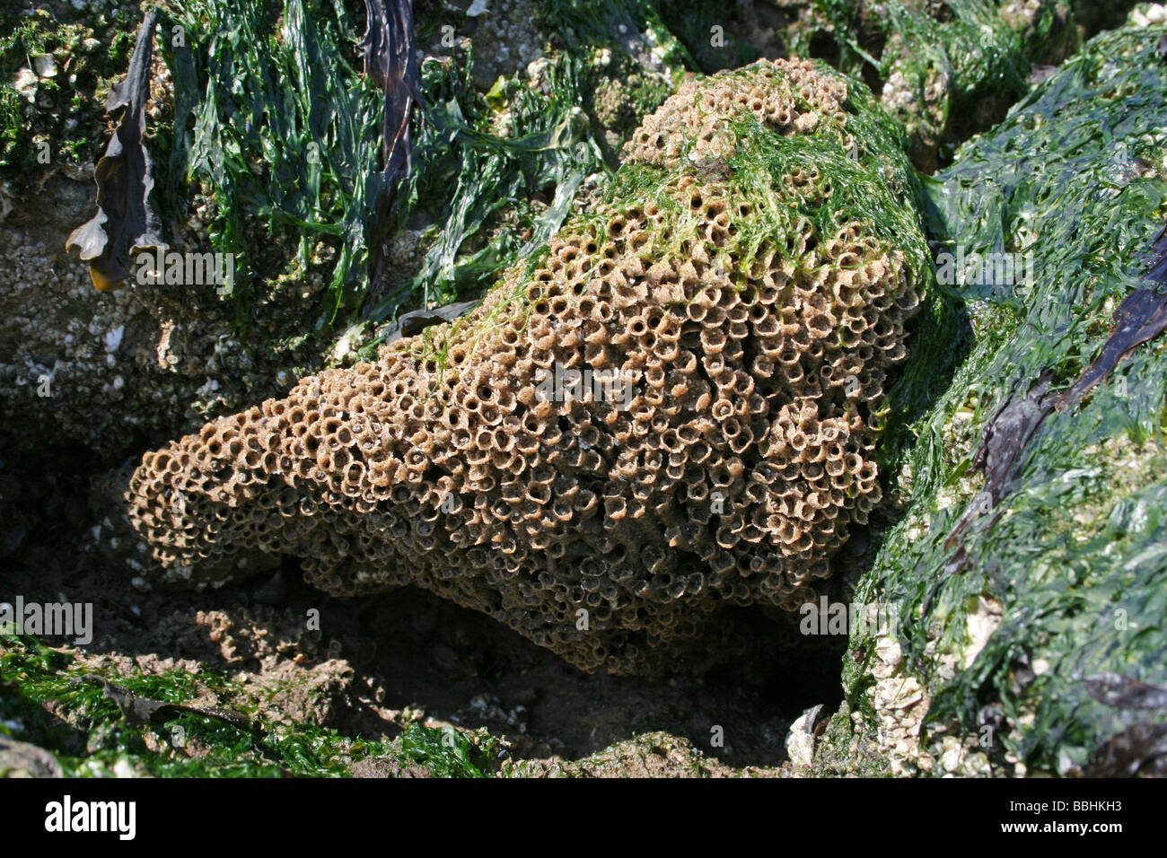 Riff-Kolonie von Honeycomb Wurm Sabellaria Alveolata in New Brighton, Wallasey, The Wirral, Merseyside, Großbritannien Stockfoto