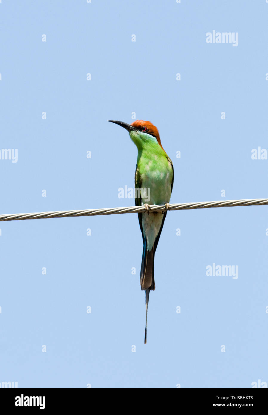 Blau throated Biene-Esser Merops Viridis Luzon Philippinen Stockfoto