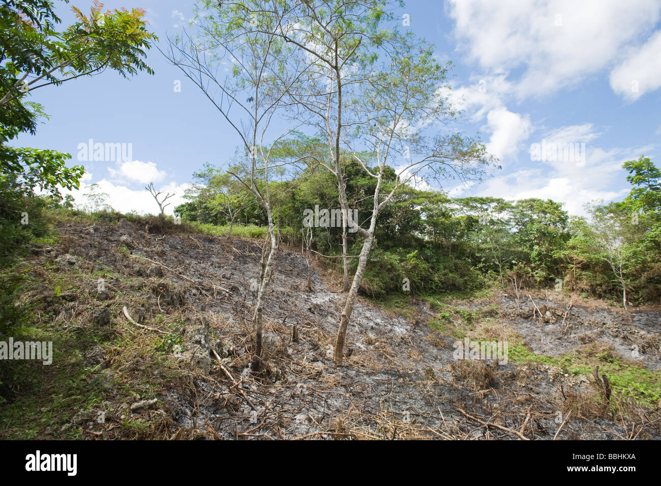 Schrägstrich und brennen Waldrodung in Alcoy Wald Cebu Philippinen Stockfoto