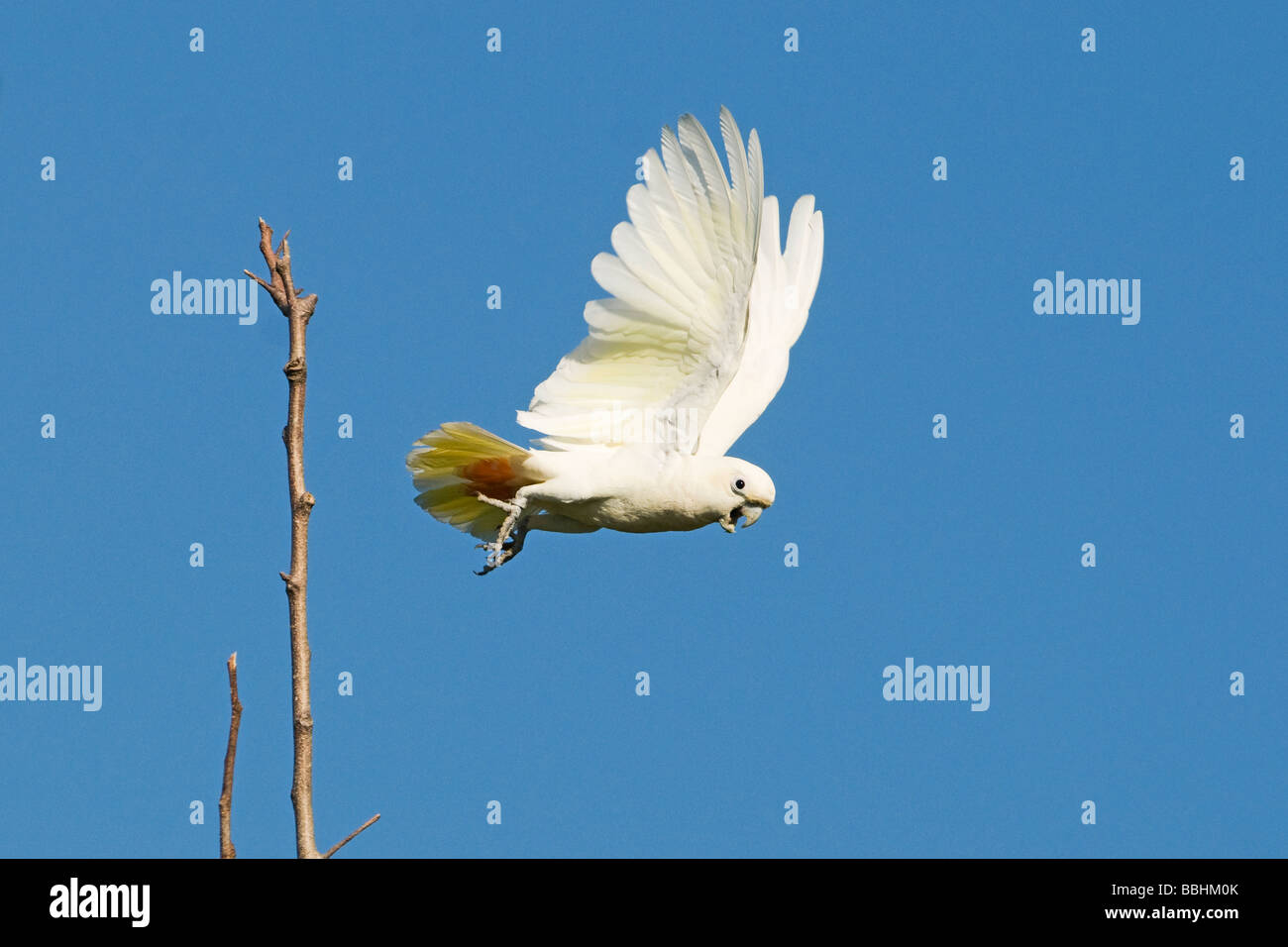 Philippine Kakadu Cacatua Haematuropygia Narra Palawan Philippinen