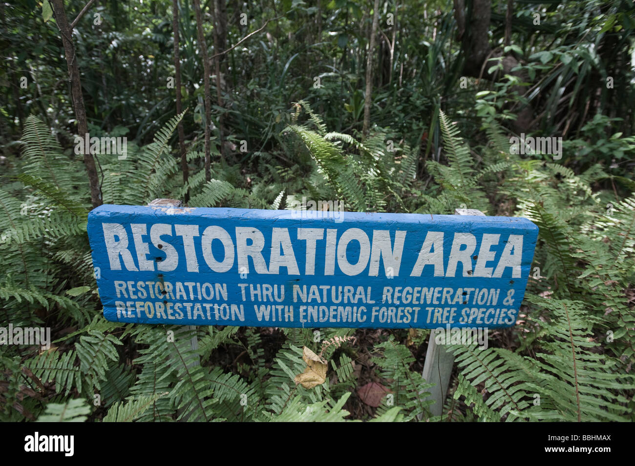 Waldverjüngung in Puerto Princesa Subterranean River National Park Nr Sabang auf Palawan Philippinen Stockfoto