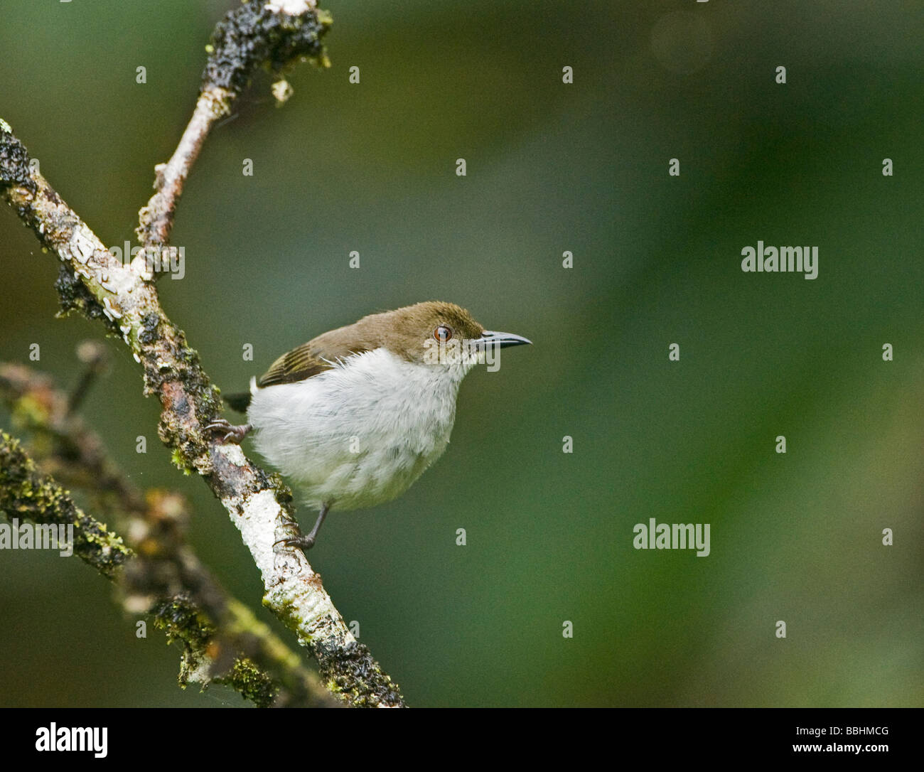 Flowerpecker Dicaeum Hypoleucum Mt Kitanglad Philippinen endemisch brummt Stockfoto