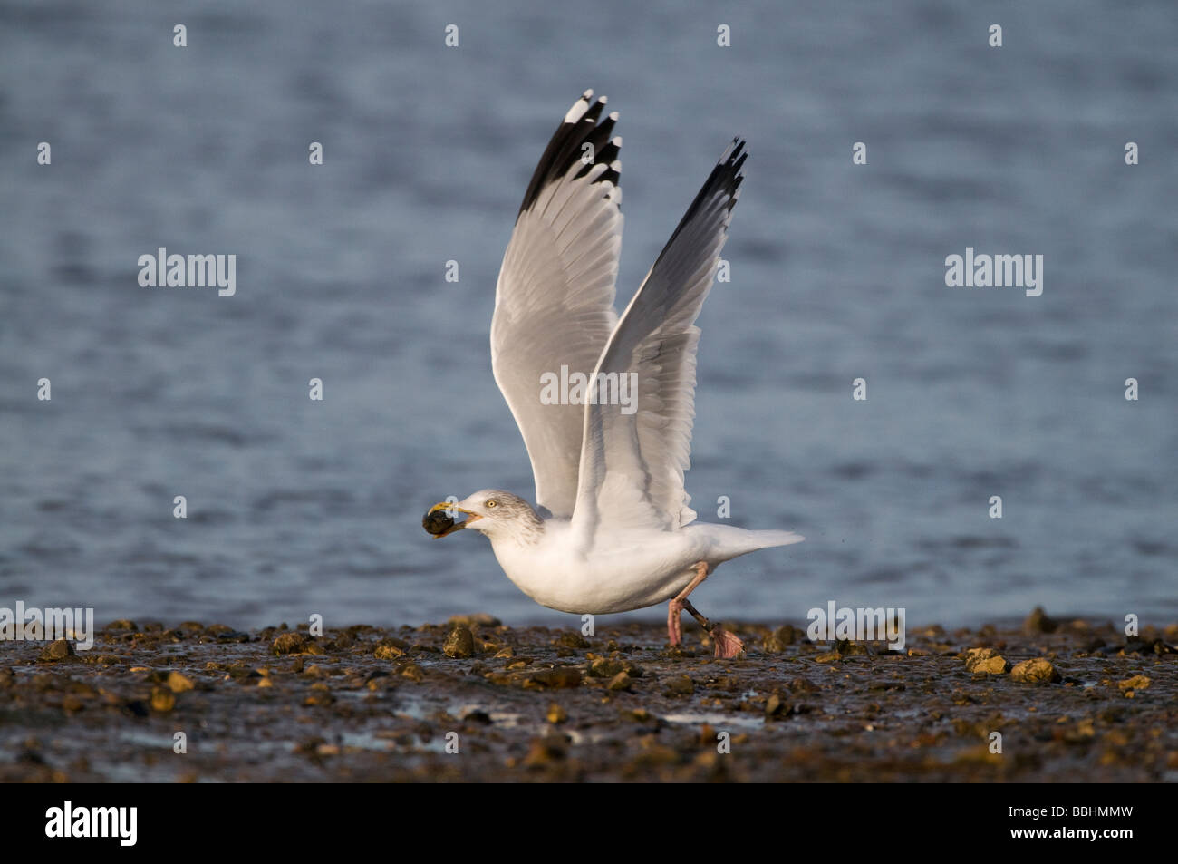 Silbermöwe Larus Argentatus ausziehen, Muschel, zerschlagen fallen shell Brancaster Staithe North Norfolk winter Stockfoto